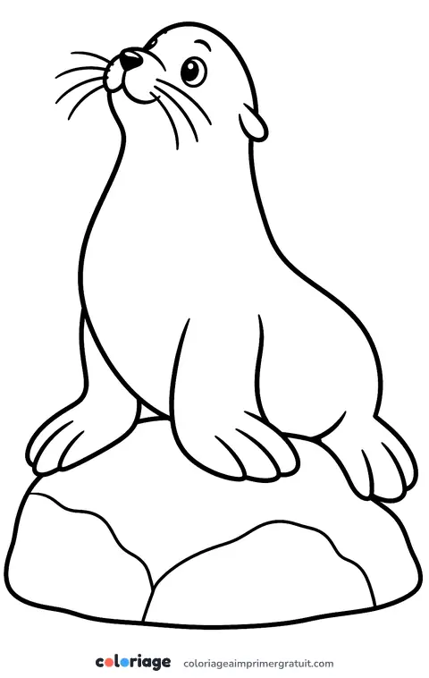 Coloriage otarie sur son rocher
