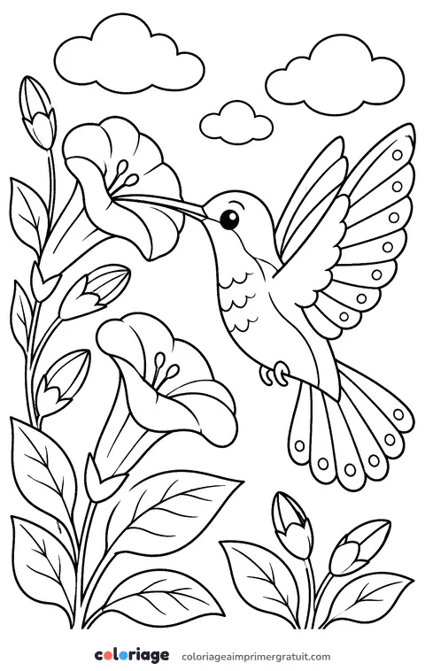 Coloriage colibri et fleurs