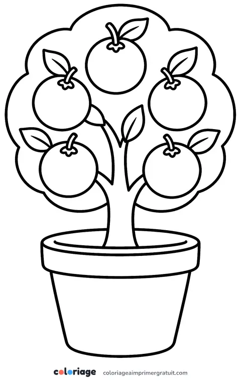 Coloriage oranger en pot