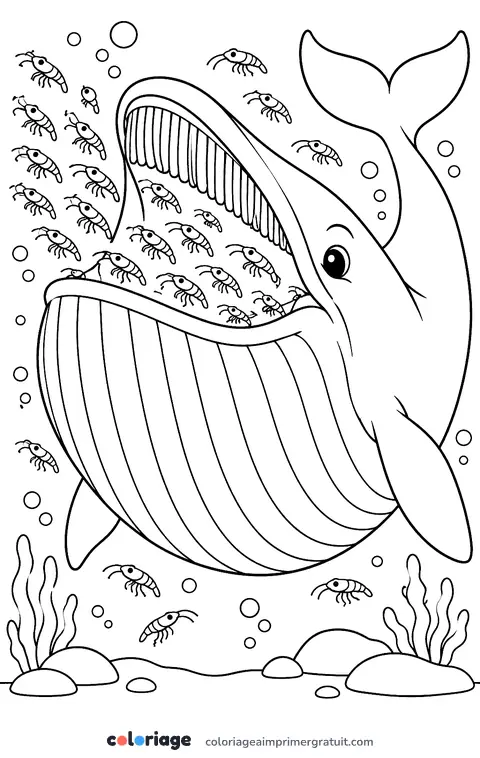 Coloriage baleine bleue et nuage de krill