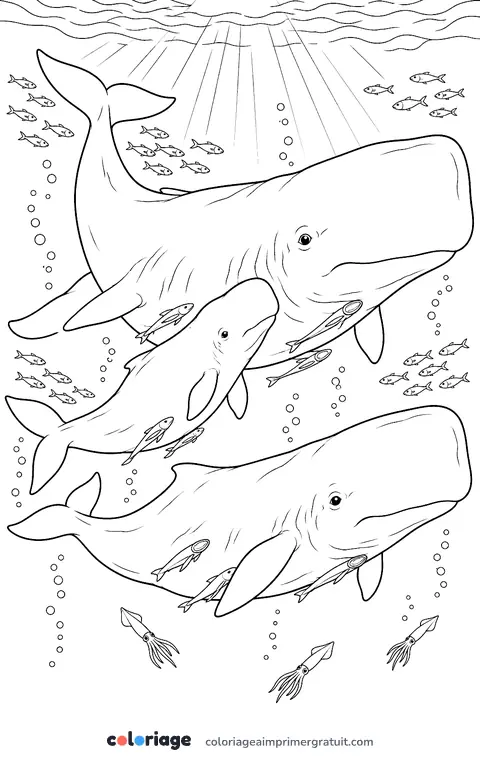Coloriage famille de cachalots