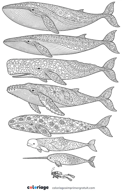 Coloriage baleines comparées par la taille