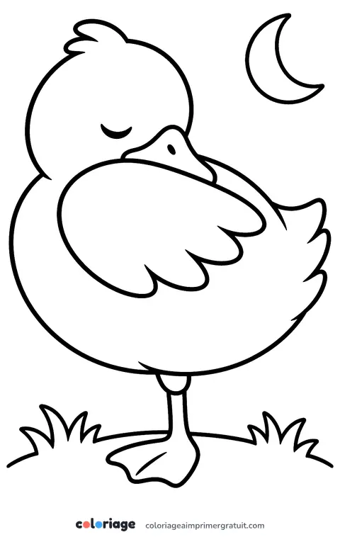 Coloriage canard qui dort