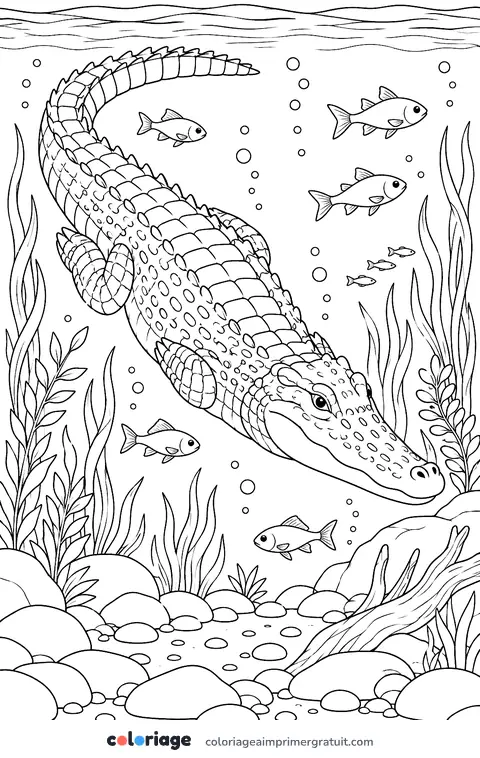 Coloriage crocodile sous l’eau