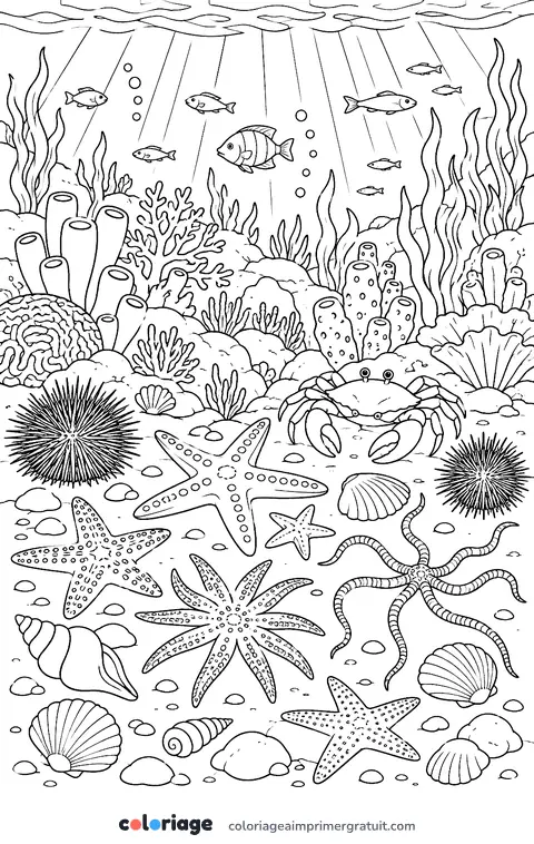 Coloriage étoiles de mer et oursins