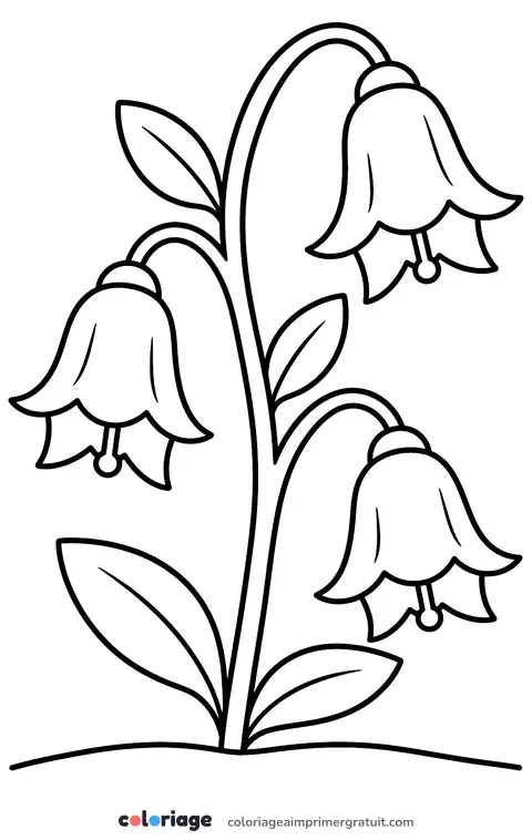 Coloriage campanule