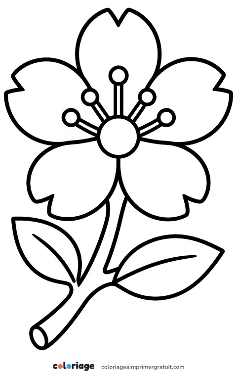 Coloriage fleur de cerisier