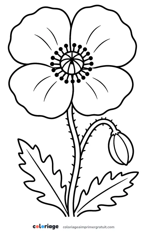 Coloriage coquelicot
