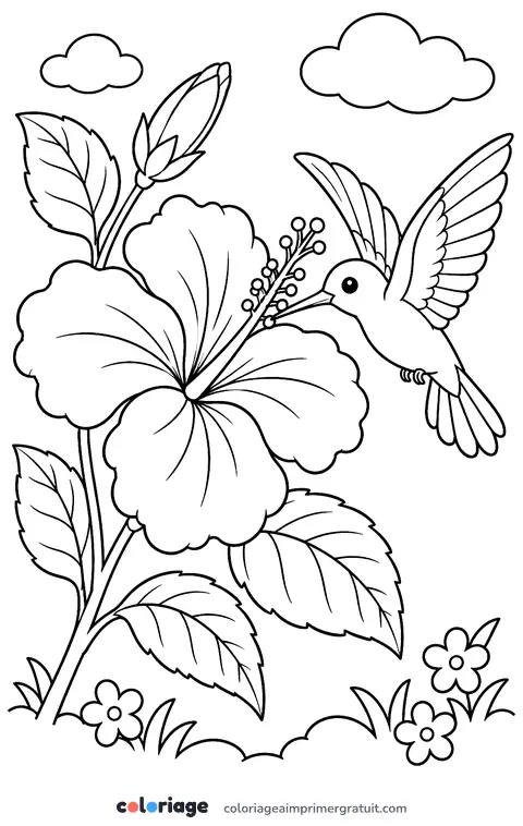 Coloriage hibiscus et colibri