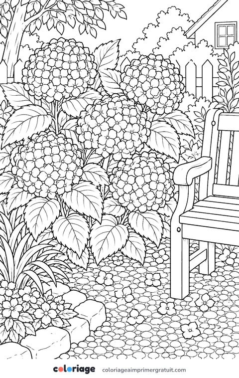 Coloriage hortensia