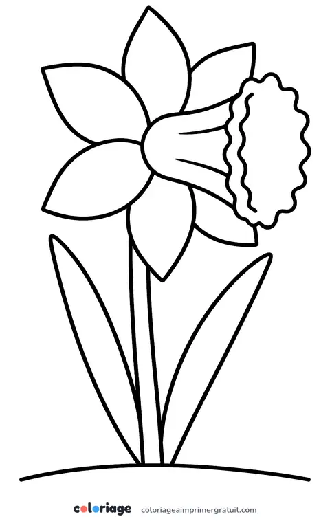 Coloriage jonquille