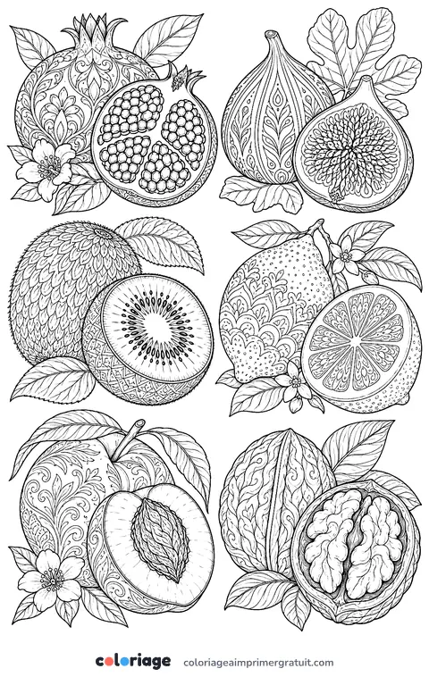 Coloriage planche botanique de fruits