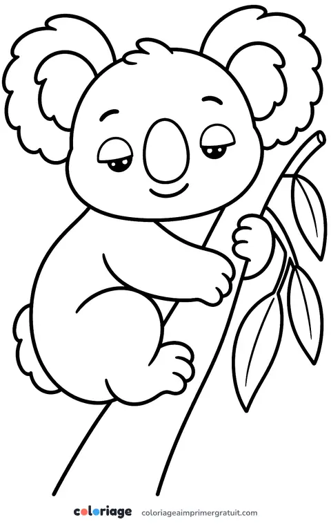 Coloriage koala sur sa branche