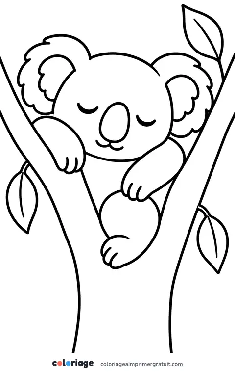 Coloriage koala qui dort