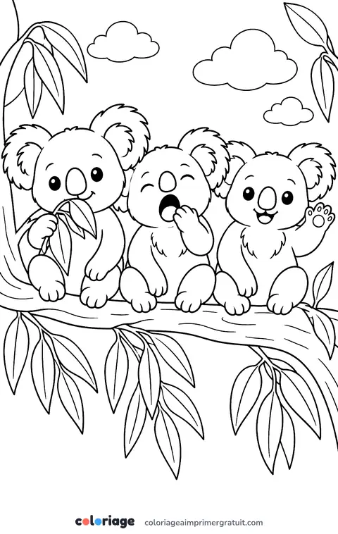 Coloriage trois koalas sur une branche