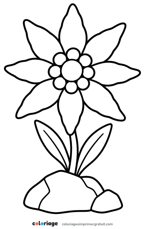Coloriage edelweiss