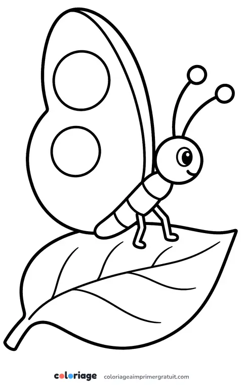 Coloriage papillon posé ailes fermées