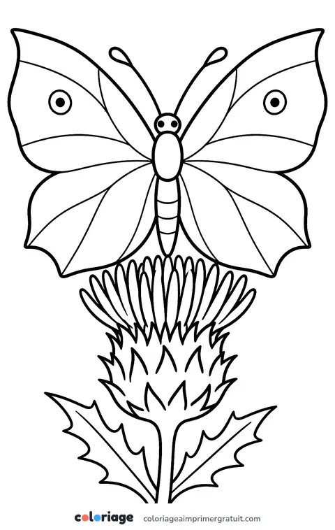 Coloriage papillon citron