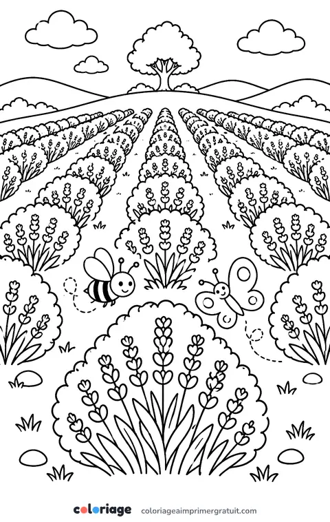 Coloriage champ de lavande