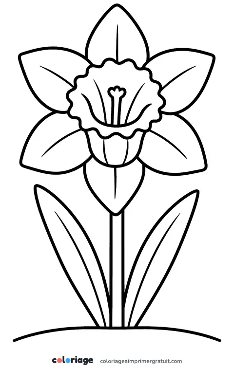 Coloriage jonquille