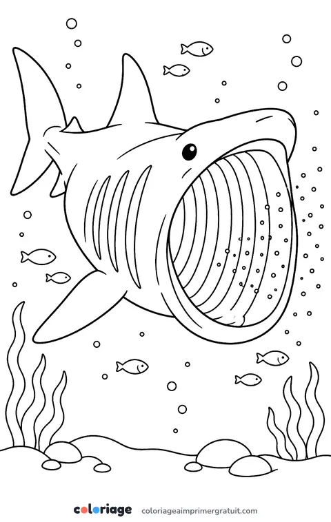 Coloriage requin pèlerin bouche ouverte