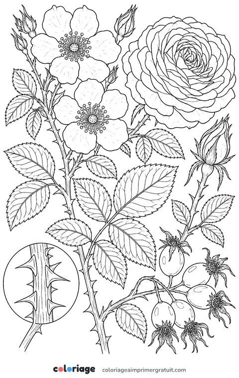 Coloriage planche botanique du rosier