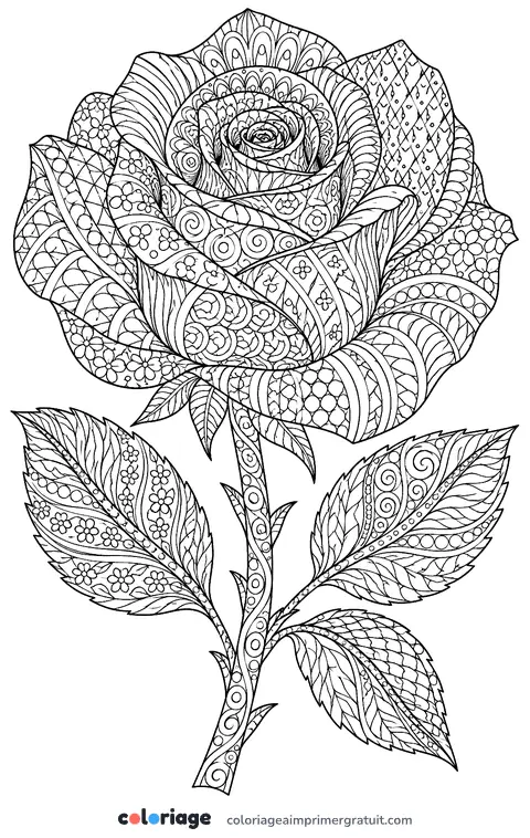 Coloriage rose zentangle