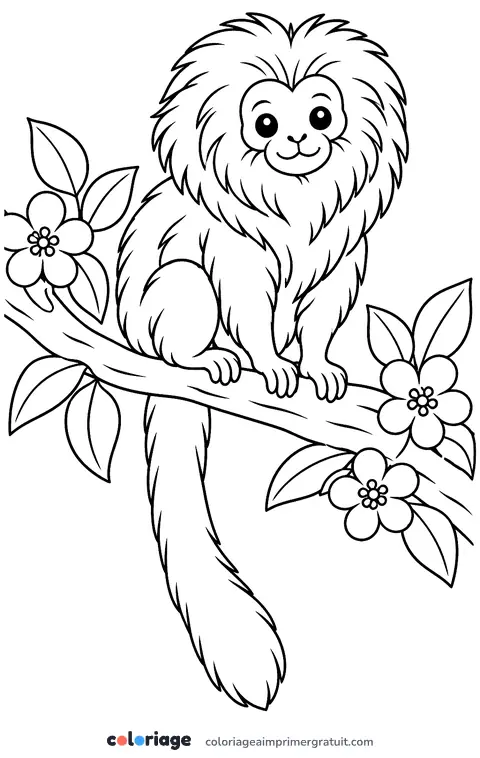 Coloriage tamarin-lion doré